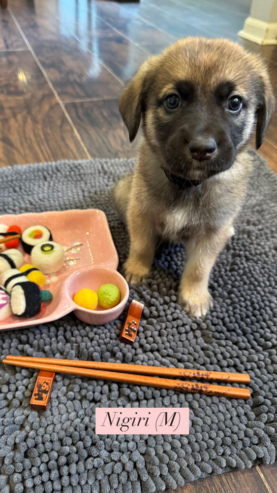 Nigiri (Sushi Litter)