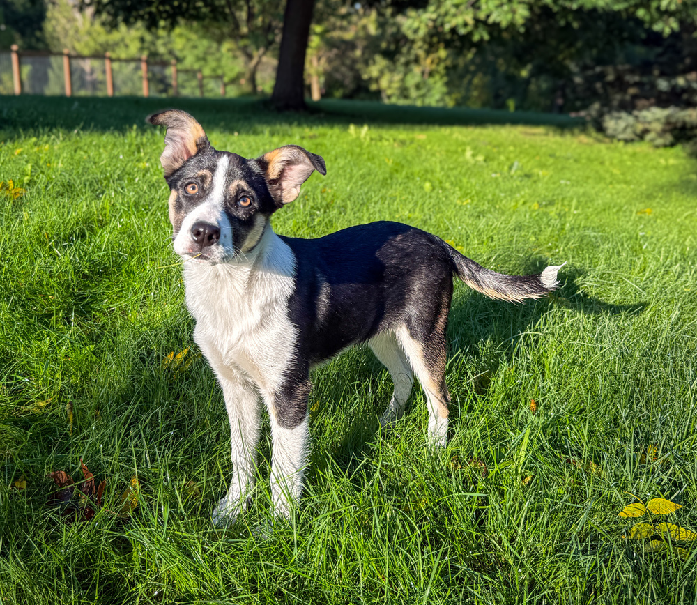 Maizey