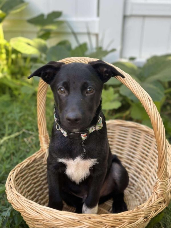 Oreo