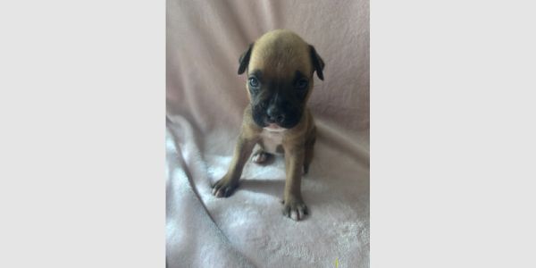 Bonita Puppy - Gris