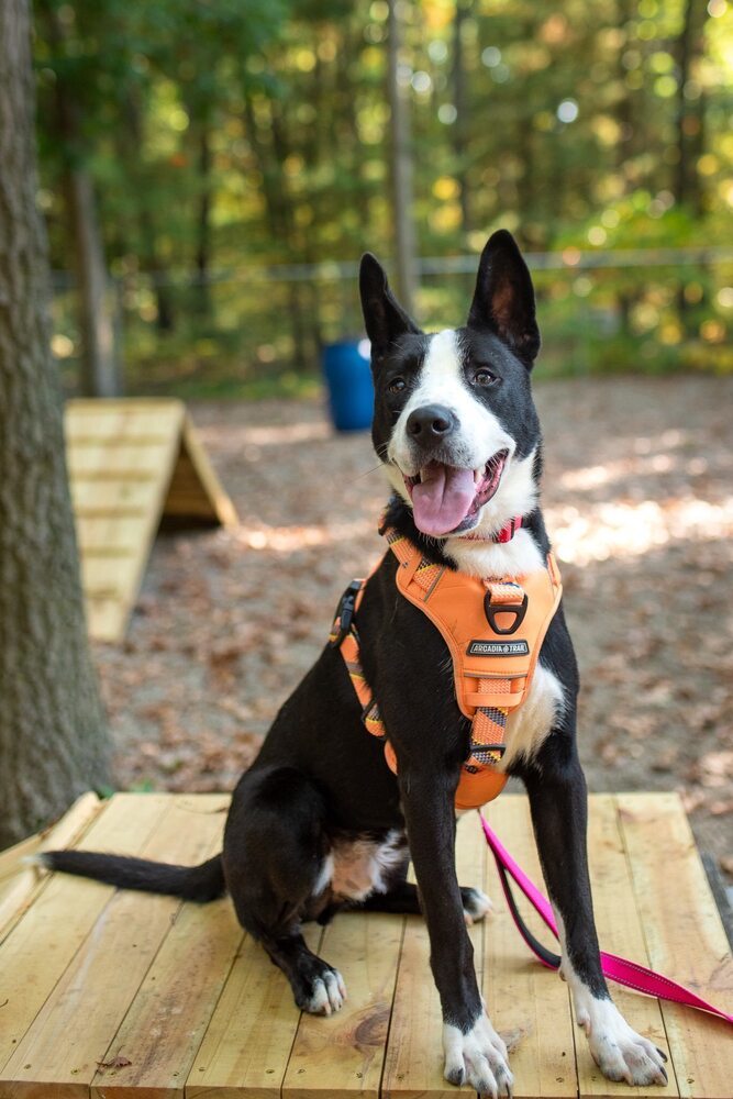 Dublin (Adoption Fee SPONSORED!)