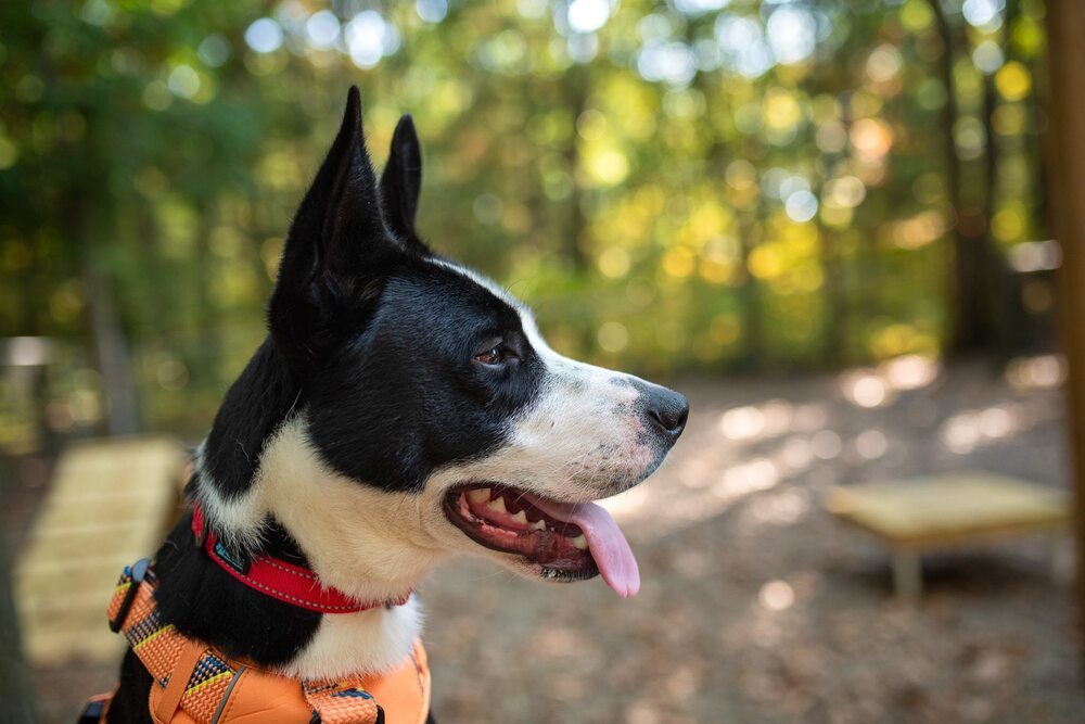 Dublin (Adoption Fee SPONSORED!)