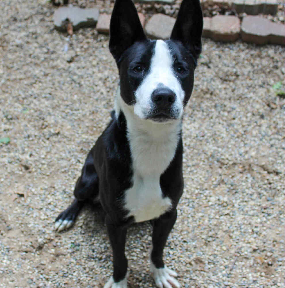 Dublin (Adoption Fee SPONSORED!)