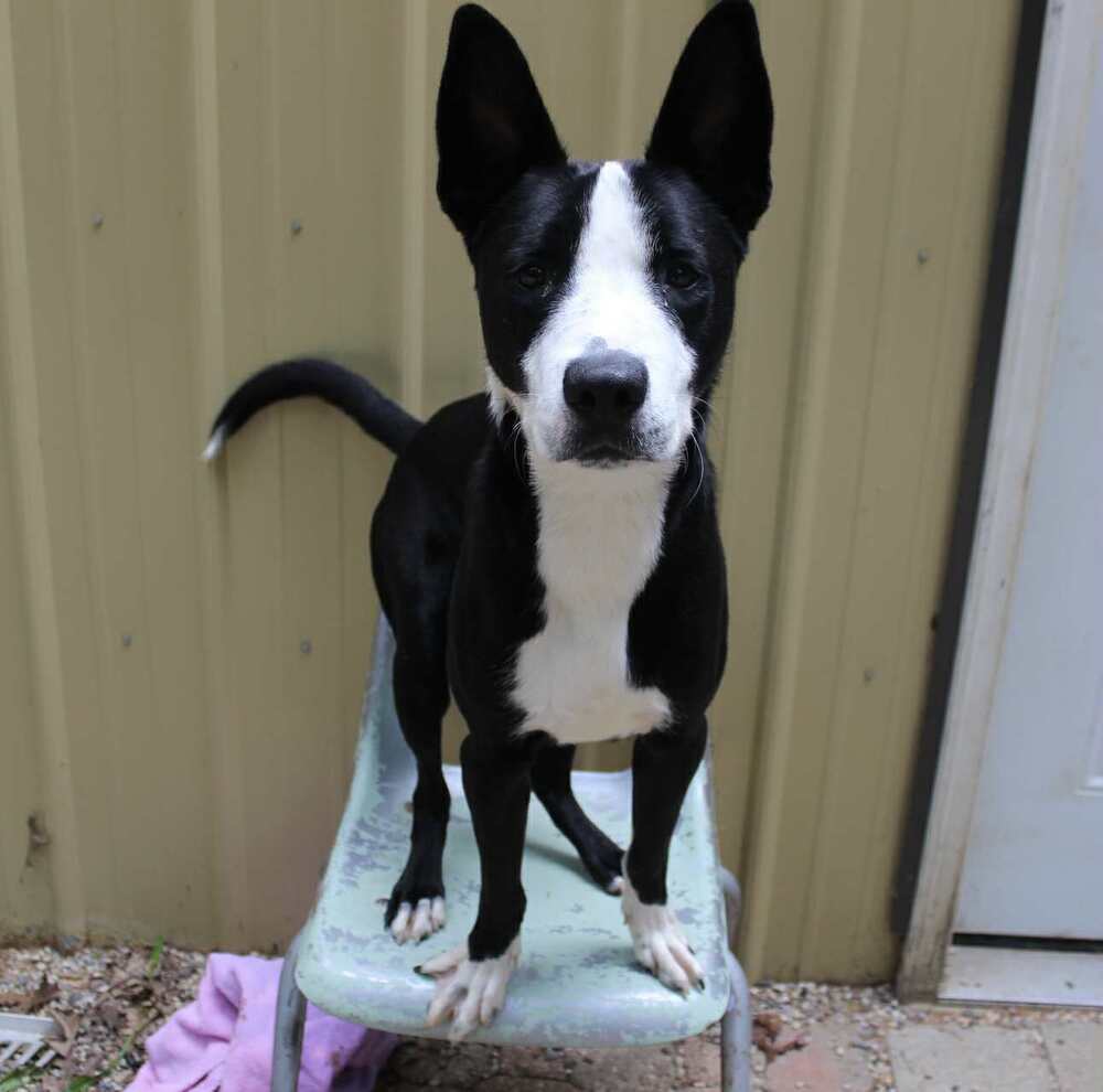 Dublin (Adoption Fee SPONSORED!)