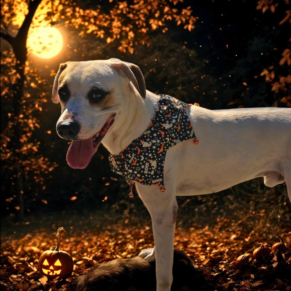 Nico (Adoption Fee SPONSORED!)