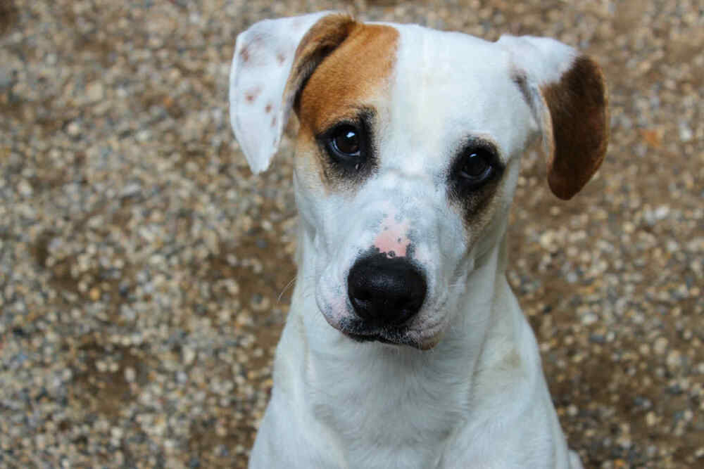 Nico (Adoption Fee SPONSORED!)