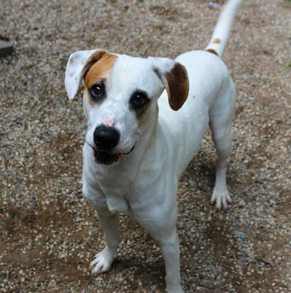 Nico (Adoption Fee SPONSORED!)