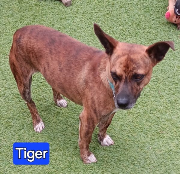Tiger