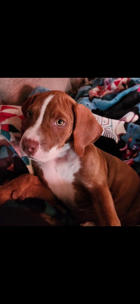 Sadie