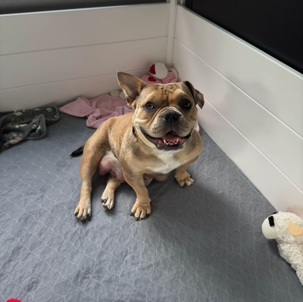 Nugget - AVAILABLE
