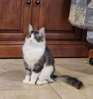 ◆Cat◆ Cats for Adoption Near Glendale, AZ | Petfinder