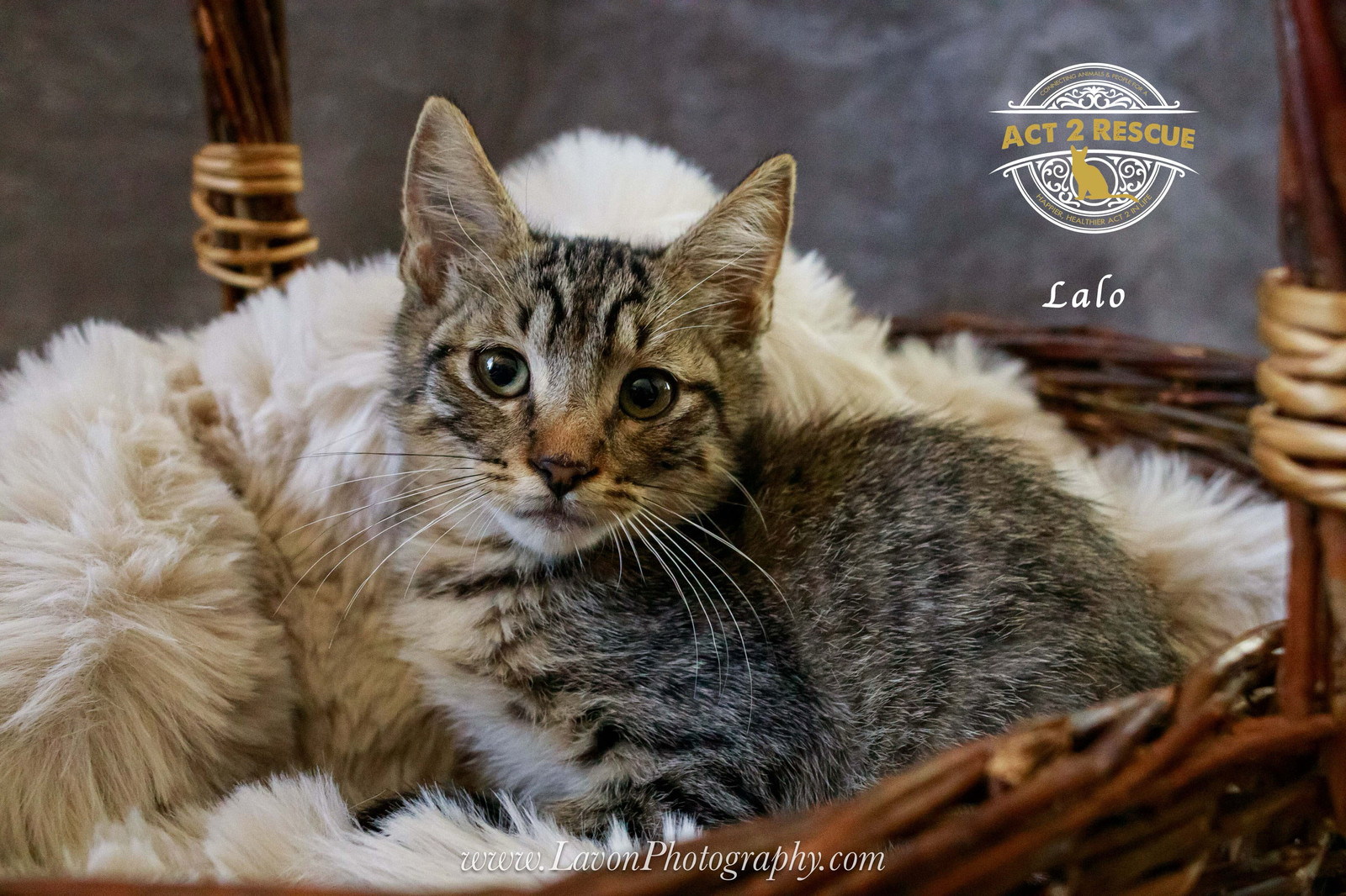 Lalo