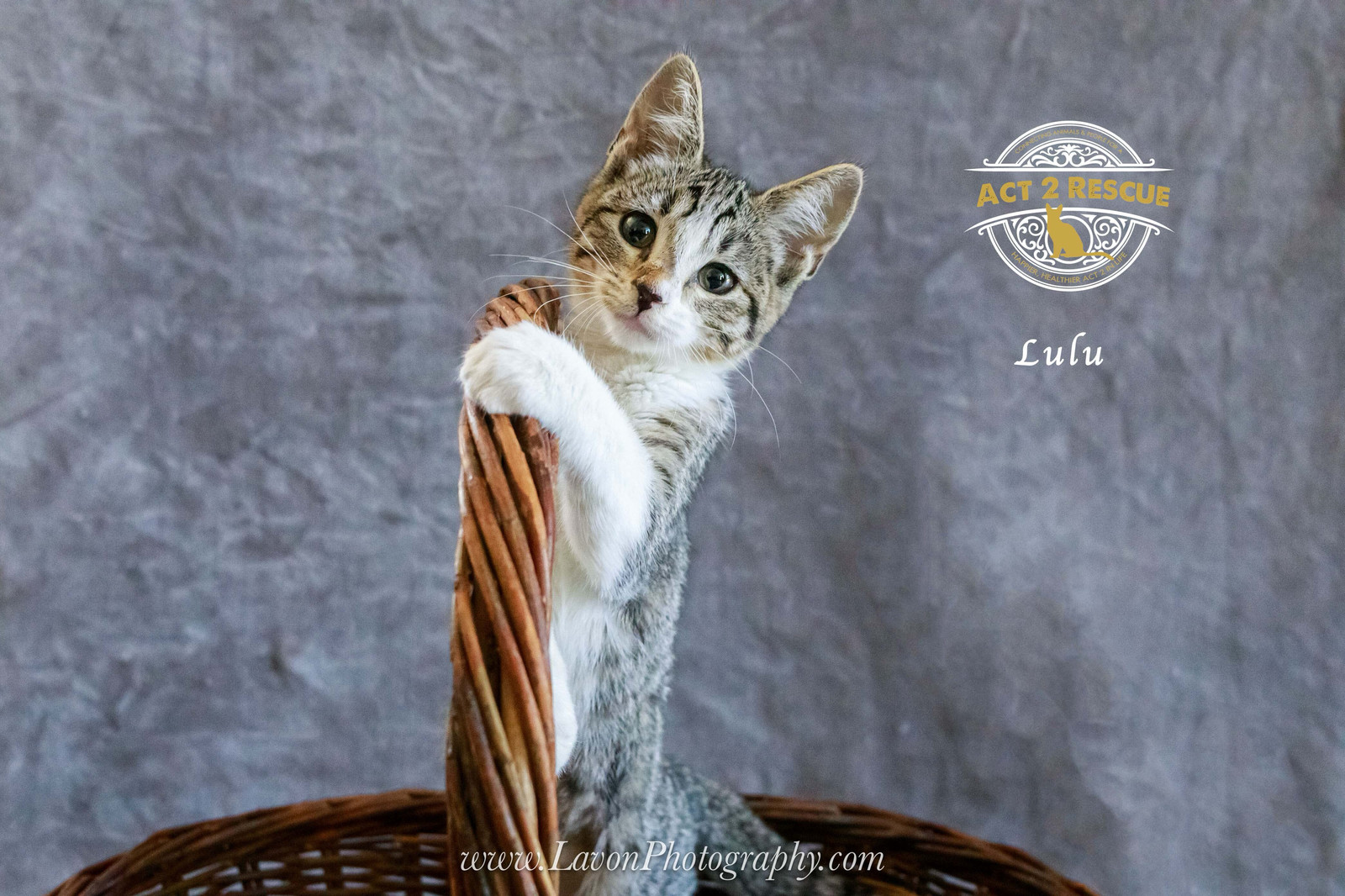 Lulu