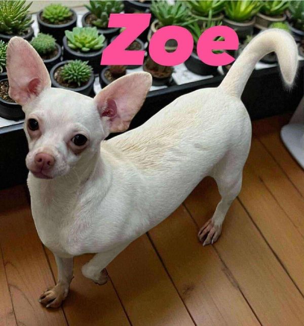 Zoe