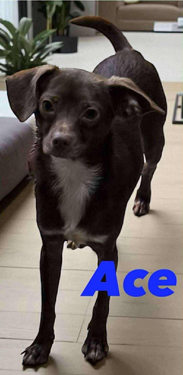 Ace