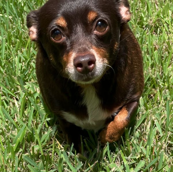 Kissimmee MUST BE ADOPTED WITH LIL BIT