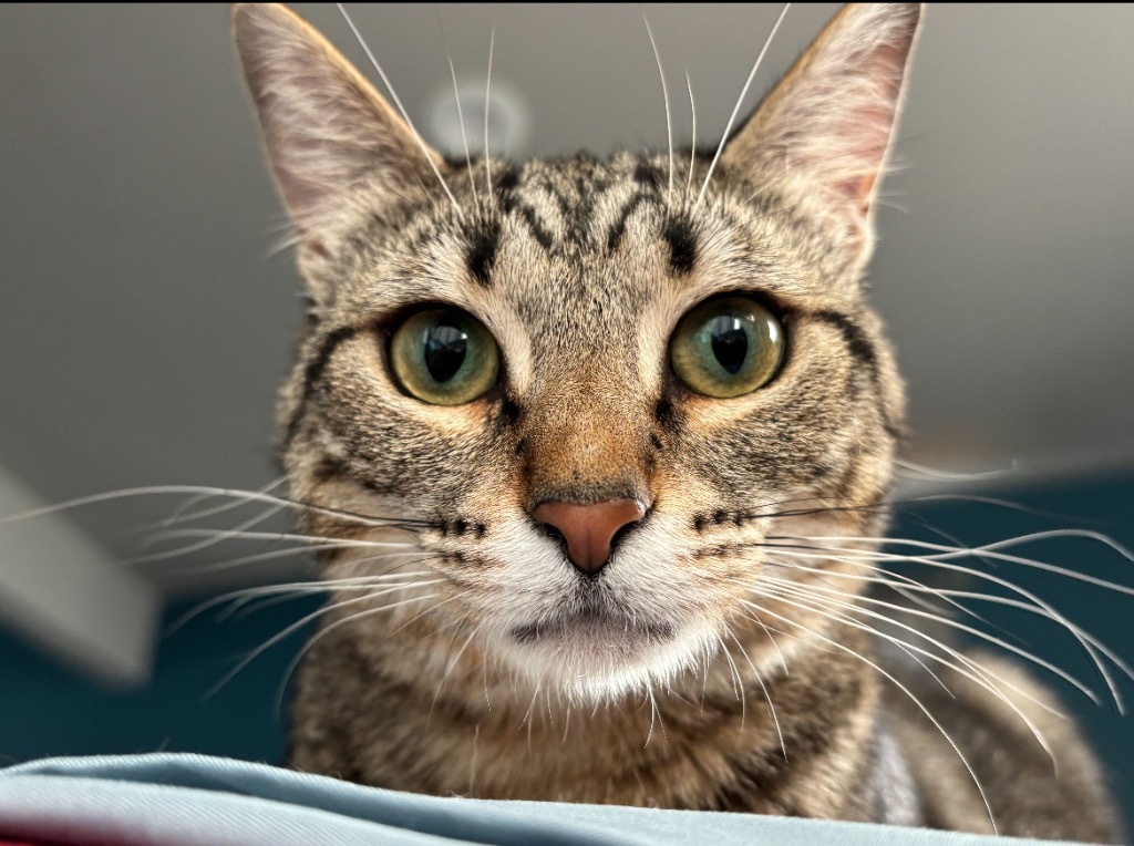 Legume, an adoptable Domestic Short Hair in Fort Lupton, CO, 80621 | Photo Image 1