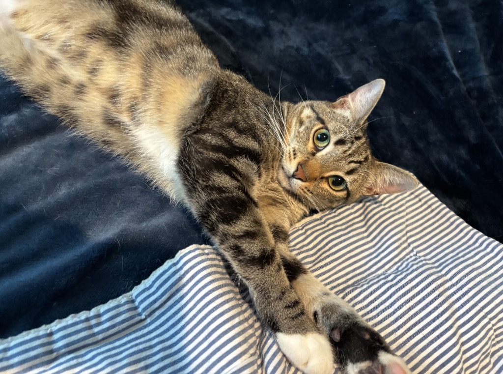 Legume, an adoptable Domestic Short Hair in Fort Lupton, CO, 80621 | Photo Image 2