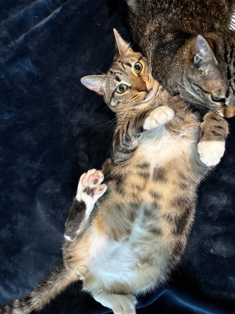 Legume, an adoptable Domestic Short Hair in Fort Lupton, CO, 80621 | Photo Image 3