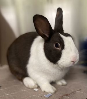 Rabbit available for adoption - (510) 535-5602