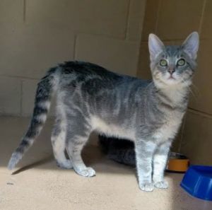 Cat available for adoption - (510) 535-5602