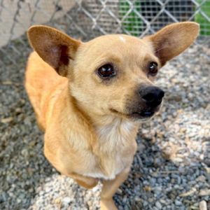 Dog available for adoption - (510) 535-5602