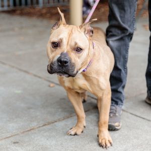 Dog available for adoption - (510) 535-5602