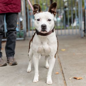 Dog available for adoption - (510) 535-5602