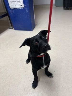 Dog available for adoption - (510) 535-5602