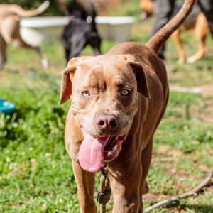 Dog available for adoption - (510) 535-5602