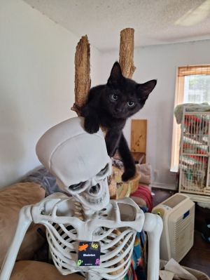 Cat available for adoption - (734) 304-0123