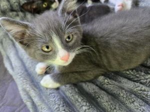 Cat available for adoption - (734) 304-0123