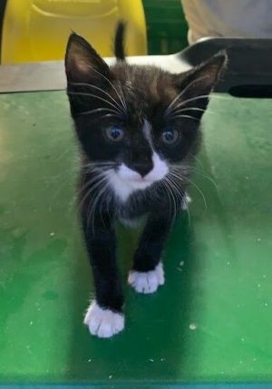 Cat available for adoption - (734) 304-0123