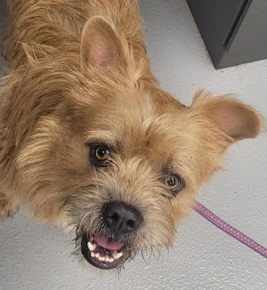 Dog available for adoption - (770) 339-3200
