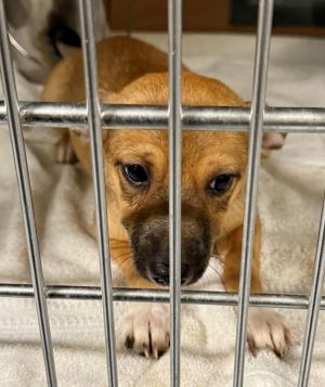 Dog available for adoption - (770) 339-3200