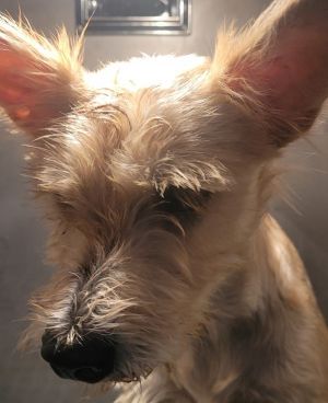 Dog available for adoption - (770) 339-3200