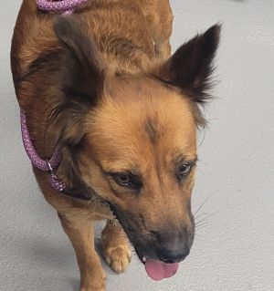Dog available for adoption - (770) 339-3200