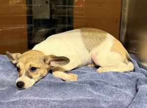 Dog available for adoption - (770) 339-3200