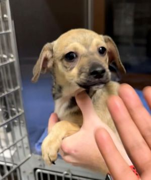 Dog available for adoption - (770) 339-3200