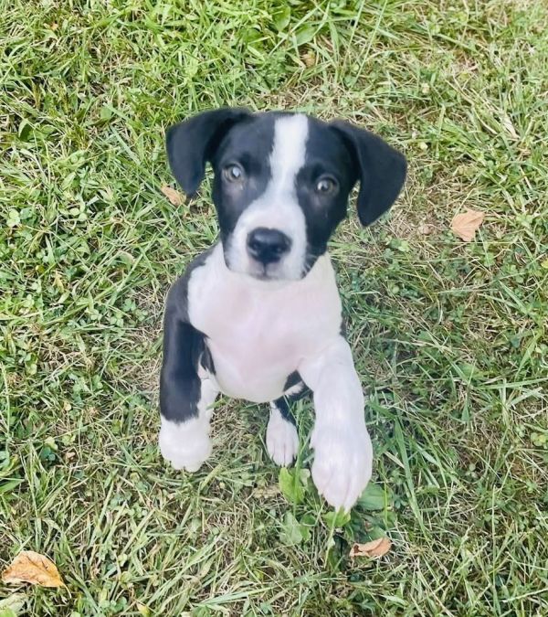 Luca