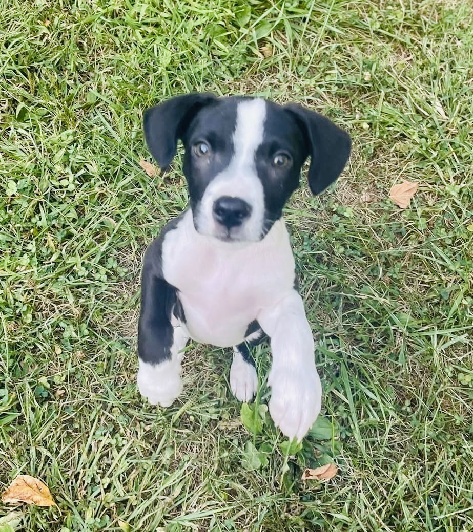 Luca