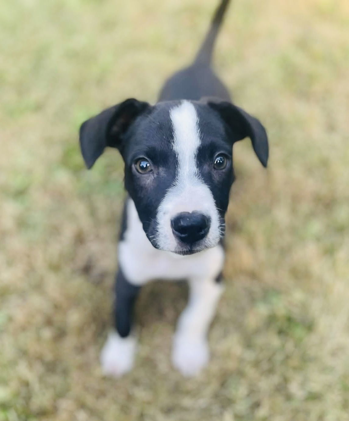 Luca