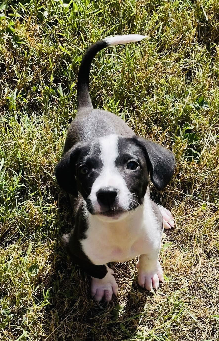 Luca