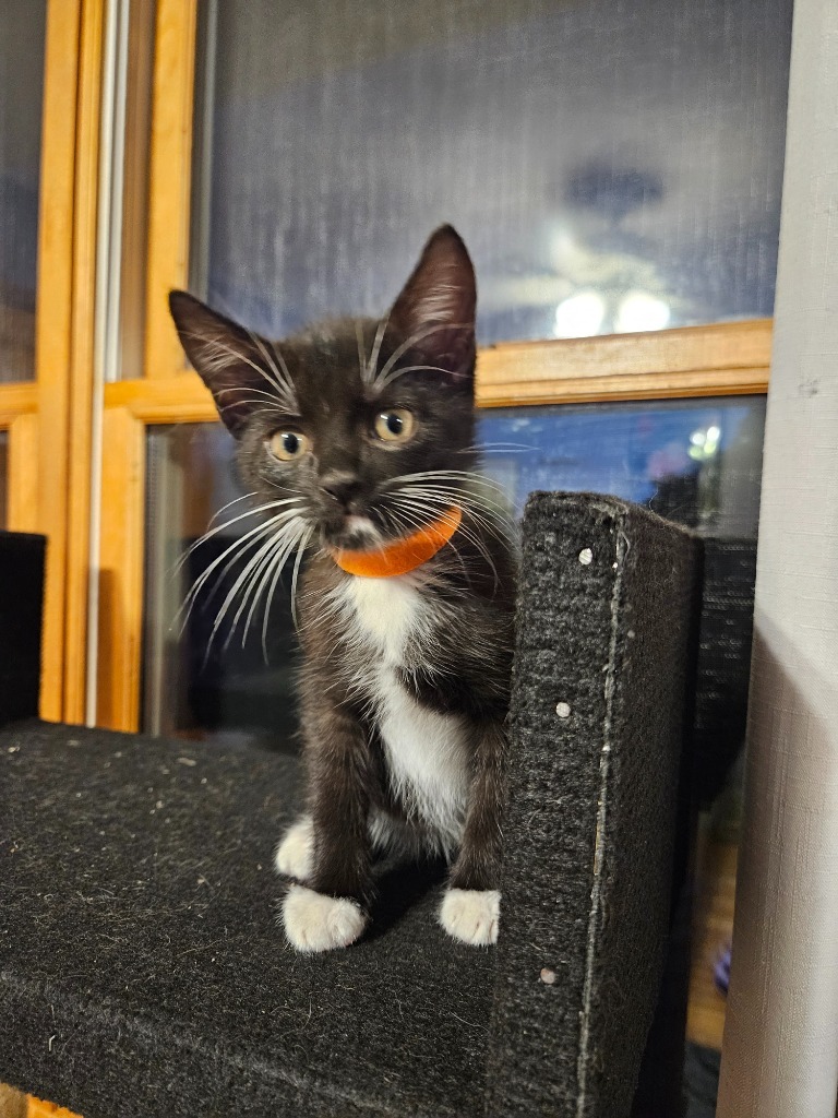 Samantha