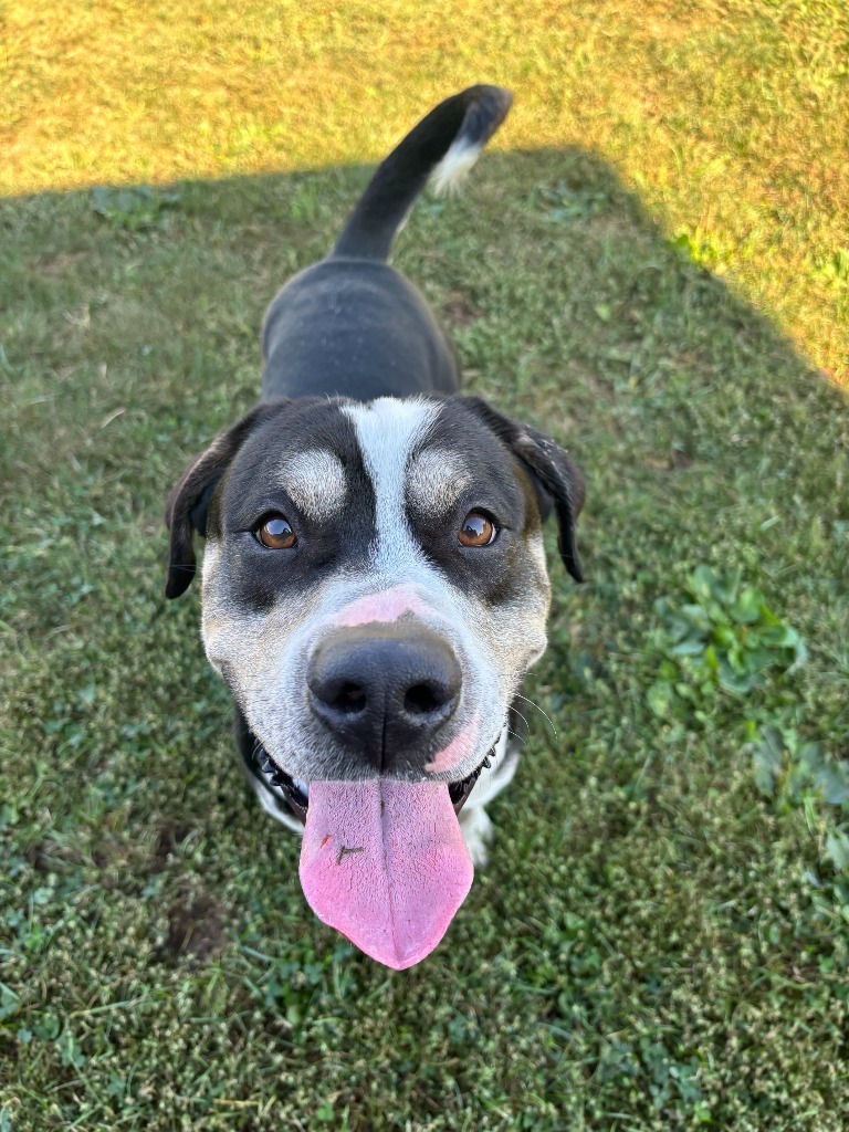 Ares