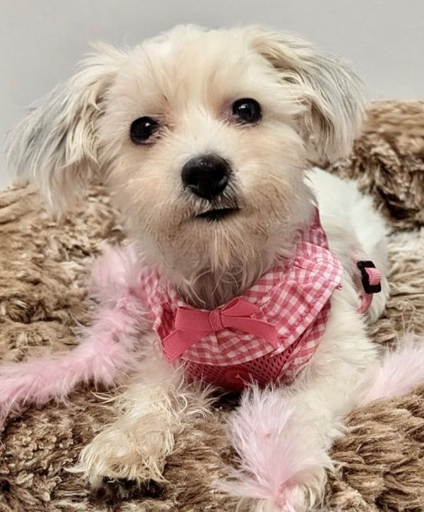 Desiree - Maltipoo Puppy!