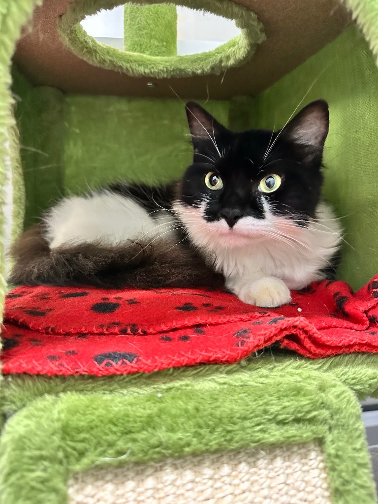 Ivan (Lambeth)