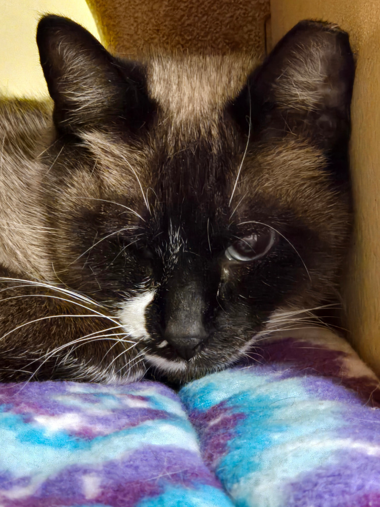 Pinkie, an adoptable Siamese, Birman in San Antonio, TX, 78247 | Photo Image 1