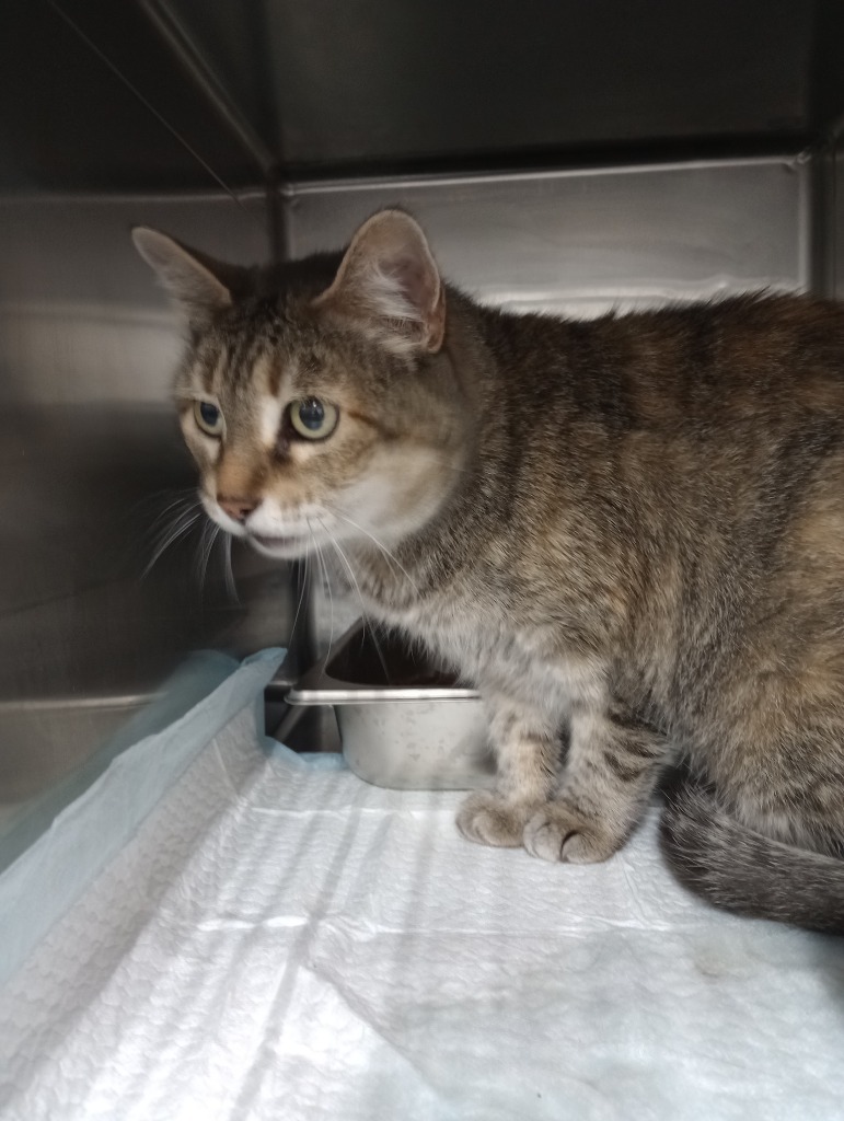 Roxy, an adoptable Domestic Short Hair in Brownwood, TX, 76801 | Photo Image 1