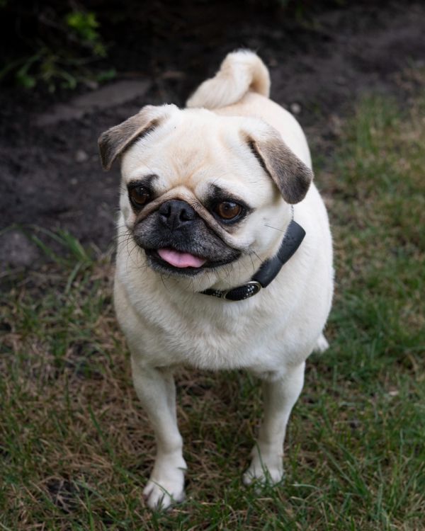Pugtricia